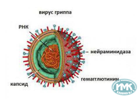Информация о профилактике гриппа и ОРВИ 